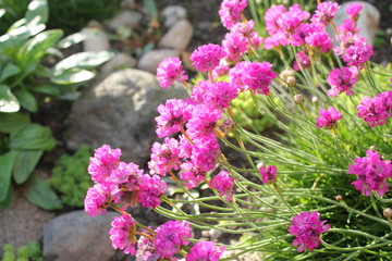 Deep Pink Thrift flowers