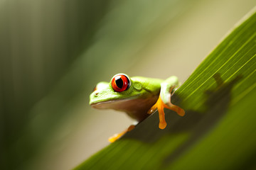 Red eye tree frog on leaf 