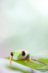 Tree frog