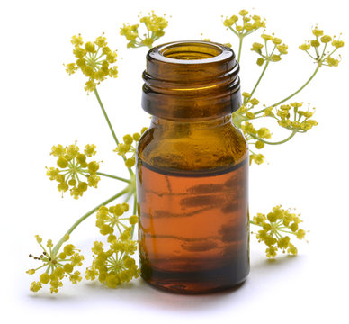 Foeniculum vulgare Funcho Фенхель обыкновенный