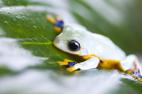 Exotic frog