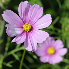 Obraz premium sommeraster