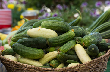Basket full of cucumbers