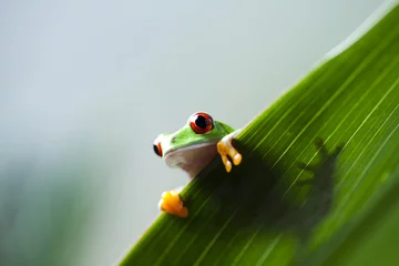 Crédence de cuisine en verre imprimé Grenouille Frog on the leaf 
