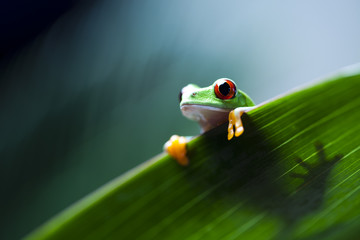 Fototapeta premium Frog on the leaf 