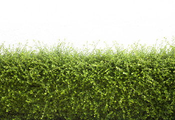 Bushes fence leaves green