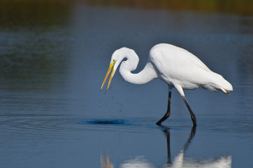 Great Egret Hunting for Fish