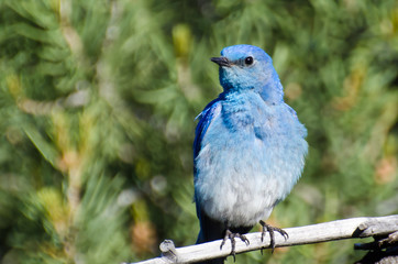 Mountain Bluebird Perched in a Tree