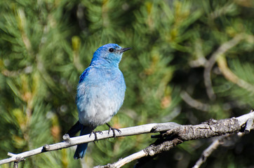 Mountain Bluebird Perched in a Tree