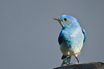 Close Profile of a Male Mountain Bluebird