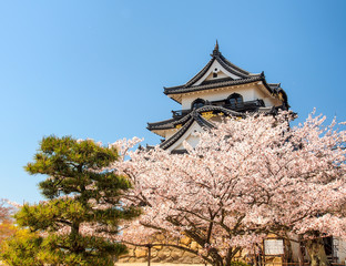 Hikone castle with blue sky in spring season, Hikone, Japan