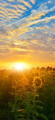 Sunrise sunflowers