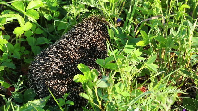 hedgehog goes between grass