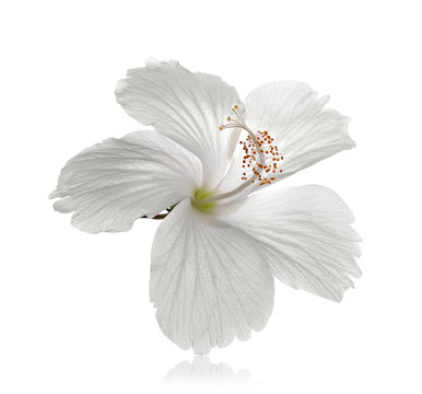 Fototapeta white flower isolated on white background