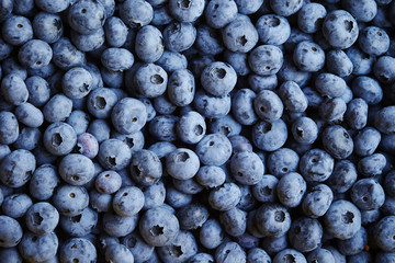 Blueberry