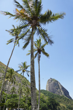 Sugarloaf Mountain Rio Brazil Palm Trees