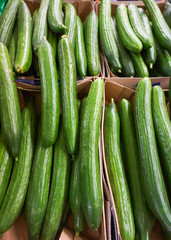 green cucumber.  Cucumbers For Sale At Market