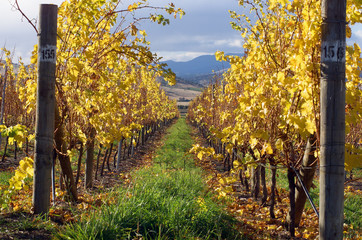 Vineyard Autumn