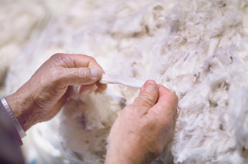 Merino Wool © Steve Lovegrove