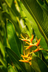 Thailand Yellow Bird of Paradise flowers .