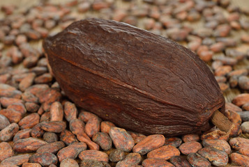 Cocoa beans