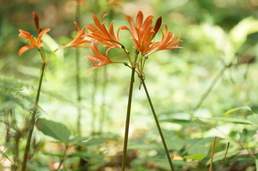 キツネノカミソリ