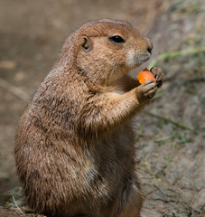 Prairie Dog Eating a Carrot