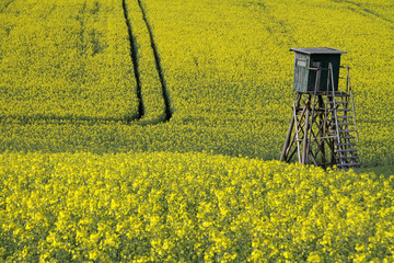 Hochsitz an einem Rapsfeld