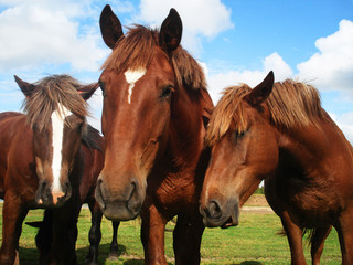 Obraz premium Три лошади тянутся к камере, на лугу