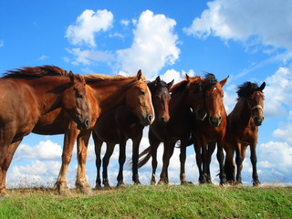 Лошади наслаждаются порывами ветра, спасающими их от насекомых