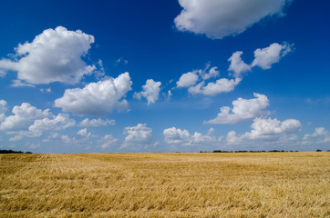 harvest ready farm field with blue sky