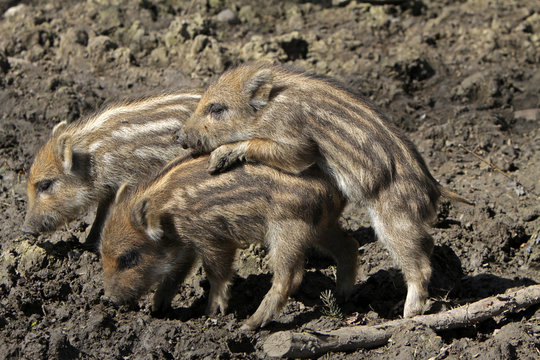 Wildschweine Frischlinge © Martina Berg