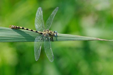 Onychigomphus forcipatus, male