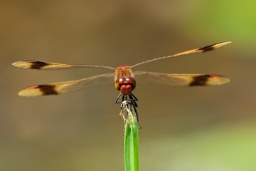 Sympetrum pedemontanum, male