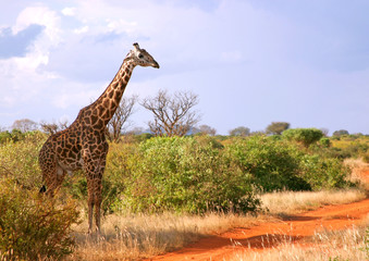 Giraffe in Kenia - wildlife