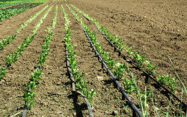 Fototapeta na wymiar Plantations with lettuce