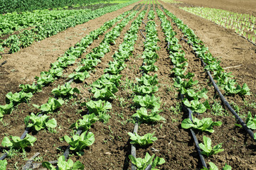 Plantations with lettuce