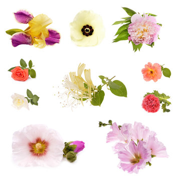 Collage of beautiful spring flowers , isolated on white