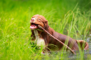 Australian shepherd dog