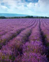 Fototapeta na wymiar Lavender field on a background of clouds and mountains