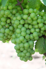 The image of the grapes