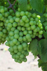 The image of the grapes