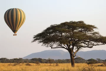 Foto op Plexiglas Vliegende groene en gele ballon in de buurt van een acaciaboom © mattiaath