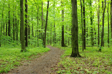 Fototapeta premium Path in forest