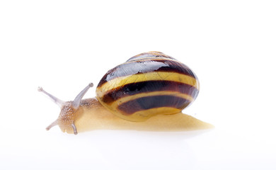 ślimak © Zbyszek Nowak