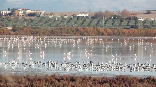 Flamencos en la Laguna de Fuente de Piedra.Andalucia, Espa&ntilde;a.