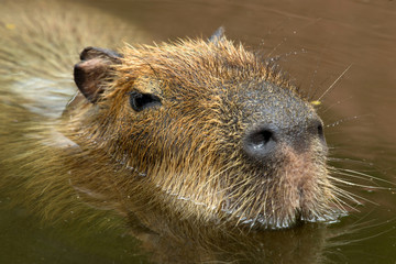 Capybara