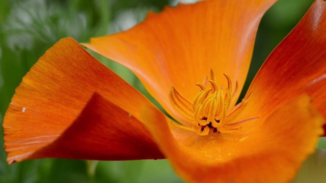 Goldmohn