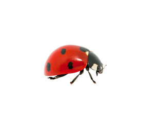 Ladybug