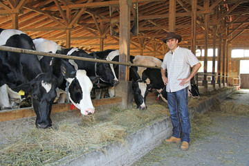 Farmer and cows in cowshed